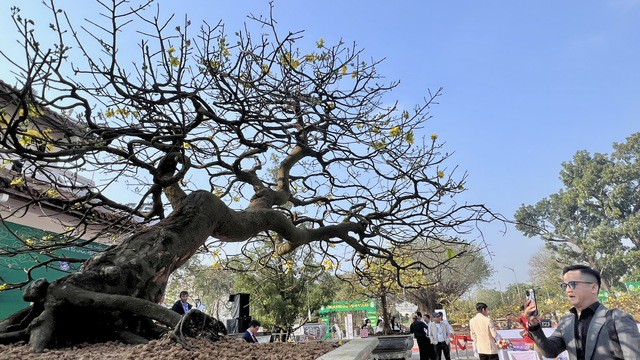 Rất nhiều người mê mẫn với cây mai vàng được định giá 3 tỉ đồng.