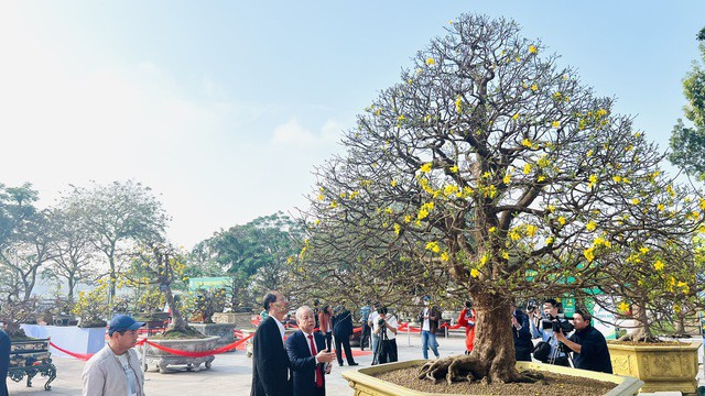 Ông Phan Ngọc Thọ (bên phải) và ông Hoàng Việt Trung - Giám đốc Trung tâm Bảo tồn di tích cố đô Huế tham quan một "cụ" mai vàng.