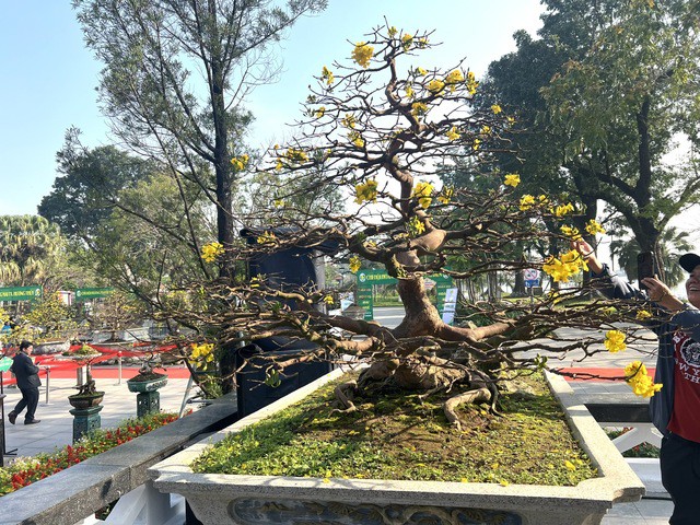 Hứa hẹn năm nay mai vàng sẽ khoe sắc dịp Tết.