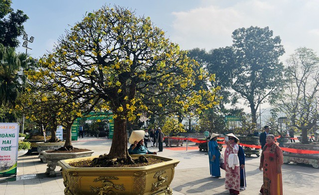 Cây mai vàng có cả trăm tuổi.