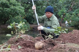 Trồng loại củ “siêu to khổng lồ” bán Tết, lão nông Hải Dương thu hàng trăm triệu đồng/vụ