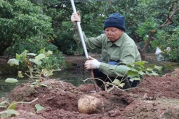 Thị trường - Tiêu dùng - Trồng loại củ “siêu to khổng lồ” bán Tết, lão nông Hải Dương thu hàng trăm triệu đồng/vụ
