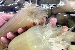 Thị trường - Tiêu dùng - Loài hải sản lạ ở Việt Nam, cực bổ dưỡng cho quý ông, "cháy" hàng dịp Tết