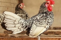 Thị trường - Tiêu dùng - Loài gà có bộ lông lạ xuất hiện cách đây hơn 300 năm, giá bán 7 triệu/cặp