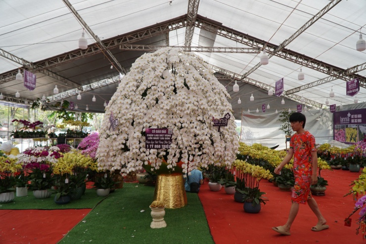Chậu lan hồ điệp cao gần 4m, đường kính 3,5m được rao bán với giá 1,868 tỷ đồng đang được trưng bày tại gian hàng hoa Tết ở khu phố đêm Thảo Điền (TP.Thủ Đức, TPHCM).