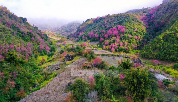 Đồng bào Mông ở Mù Cang Chải thường gọi "Hoa Đào rừng" là “Pằng Tớ Dày”. Thời điểm hoa nở rộ nhất, đẹp nhất vào khoảng giữa tháng 12 đến hết tháng 1 Dương lịch hàng năm.