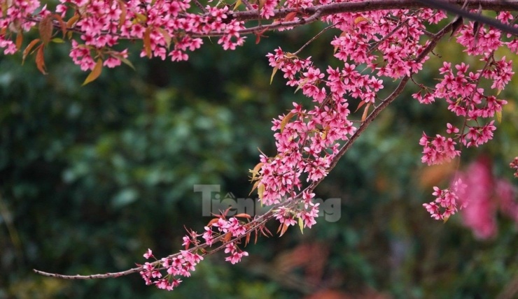 Đồng bào Mông ở Tây Bắc rất ưa thích hoa Đào rừng và coi nó là biểu tượng cho tâm hồn, phong cách sống của cộng đồng dân tộc Mông và của núi rừng Tây Bắc.