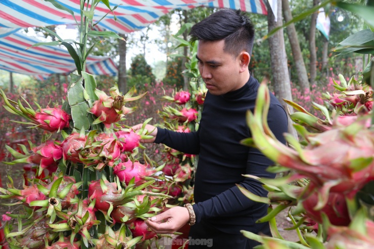 Trong ngày 1/2, anh Thịnh đã bán được 10 chậu thanh long uốn rồng.