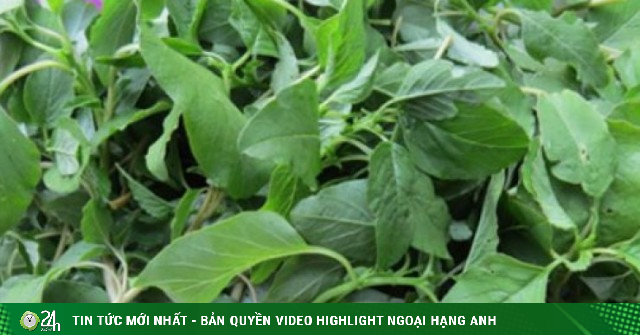 Loại rau ở Việt Nam mọc đầy vườn, giá rẻ, tại Nhật Bản được xem là rau ...