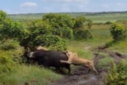 Media - Bị trâu rừng dũng mãnh húc bay, sư tử sợ khiếp vía