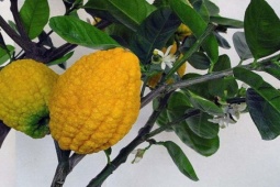 Thị trường - Tiêu dùng - Loại quả từng mọc dại nay trồng làm cảnh, nhà giàu "săn lùng" trưng Tết, giá 300.000 đồng/quả