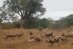 Media - Linh cẩu thiện chiến, tấn công đàn chó hoang đông nhung nhúc cướp con mồi