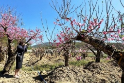 Tin tức trong ngày - Ngỡ ngàng vườn đào cổ thụ Tây Bắc trên cao nguyên Lâm Đồng