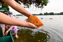 Tin tức trong ngày - Sau vụ “hỗn chiến” khi thả cá phóng sinh ở TP.HCM, nhóm chích điện đã “mất tích”
