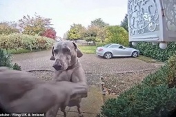 Bạn trẻ - Cuộc sống - Vô tình bị nhốt ở ngoài, chú chó có hành động siêu dễ thương