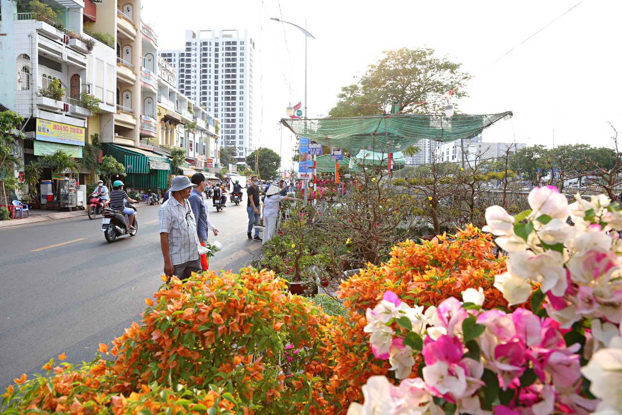 Năm nay thị trường hoa Tết tại chợ hoa này không quá biến động so với mọi năm. Giá hoa dao động từ vài trăm đến vài triệu đồng/chậu. Đặc biệt, năm nay hoa Tết khá đa dạng từ màu sắc, kích cỡ, chủng loại.