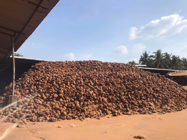 Mỗi tháng xưởng sản xuất của anh Long tiêu thụ hơn 1.000m3 vỏ dừa.