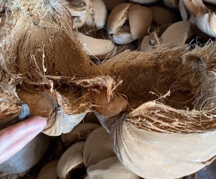 Vỏ dừa được xử lý trước khi đưa vào sản xuất giá thể xơ dừa.