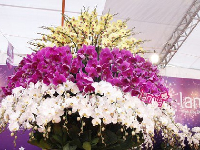 Thị trường - Tiêu dùng - Chậu hoa lan dát vàng giá hơn 1,6 tỷ đồng ở Bắc Giang đã có khách hỏi mua