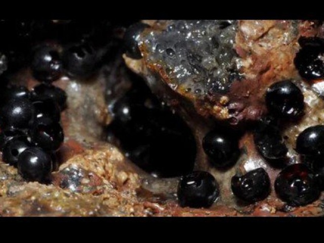 Phi thường - kỳ quặc - Xuất hiện trứng sinh vật lạ ở độ sâu 6.200 m dưới Thái Bình Dương