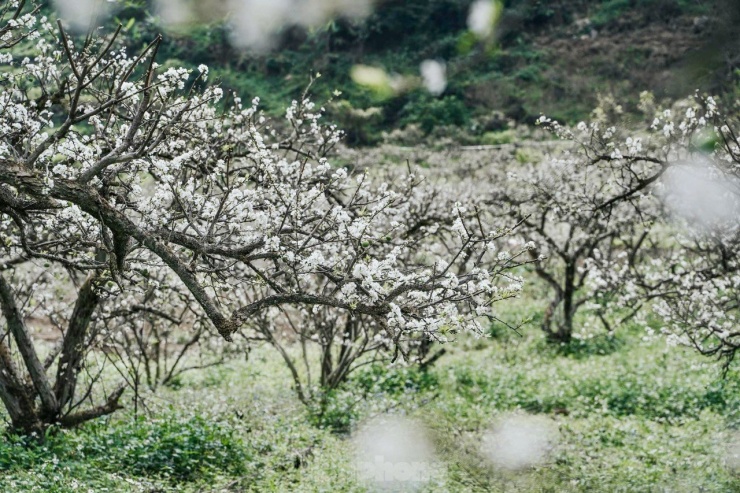 Cách trung tâm thị trấn Mộc Châu (Sơn La) khoảng 3km, thung lũng mận Bảo Bảo xã Phiêng Luông là điểm đến hấp dẫn với du khách. Hàng trăm cây mận lâu năm đang nở hoa trắng cả một vùng.