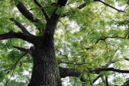 Thị trường - Tiêu dùng - Loại gỗ đắt hàng đầu thế giới cực bền, hương thơm giữ cả trăm năm