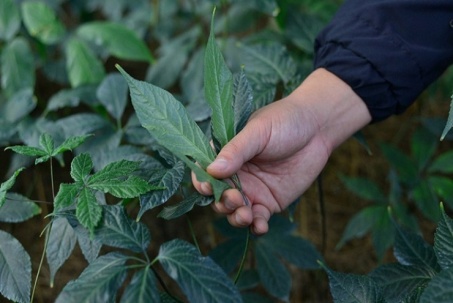 Việt Nam có loại lá cây quý hiếm, giá 150 triệu đồng/kg, lọt top tốt nhất thế giới