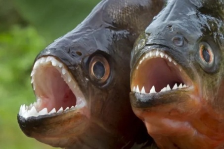 Có răng sắc như dao, cá piranha đáng sợ thế nào?