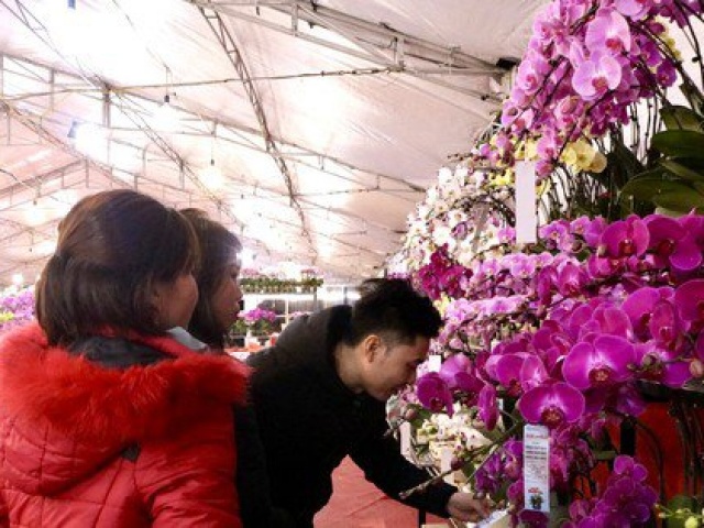 Thị trường - Tiêu dùng - Chưa Tết lan hồ điệp đã ‘hạ nhiệt’