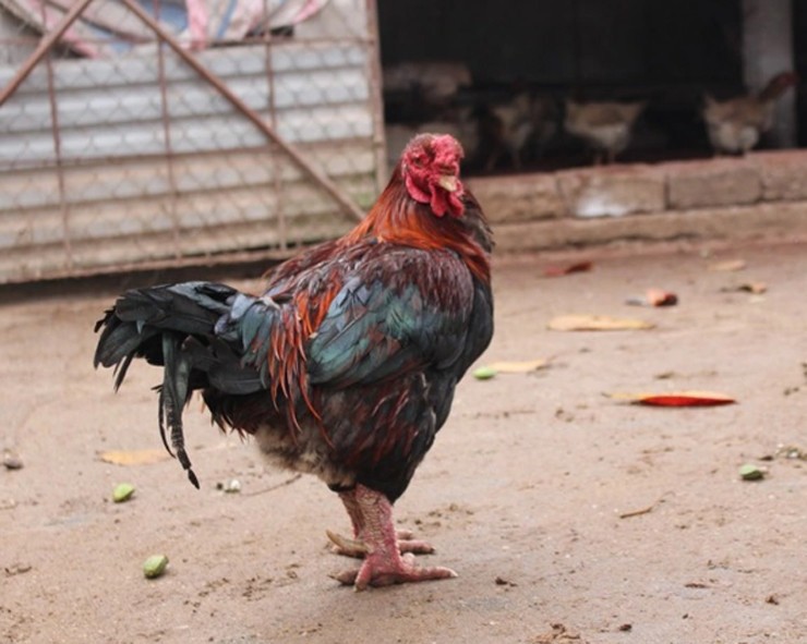 Không được săn đón rầm rộ như gà Đông Tảo, nhưng gà Móng vẫn là một trong những loại gà rất đắt hàng và được ưa thích
