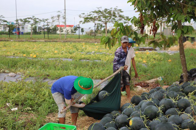 Mỗi chuyến võng gánh được từ 8 đến 9 trái dưa loại lớn.