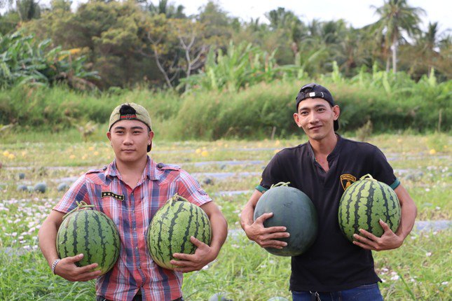 Dưa hấu "khủng" trưng Tết được bán ra thị trường từ 300.000 – 400.000 đồng/cặp.