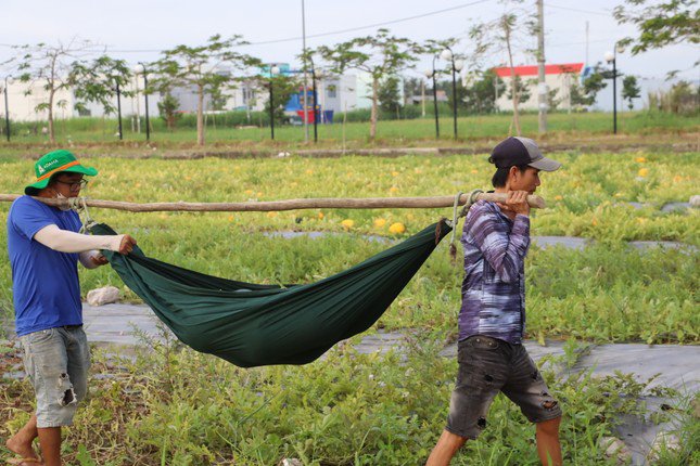 Tuyệt chiêu dùng võng gánh dưa hấu đã giúp người dân xã Lý Văn Lâm đẩy nhanh tiến độ vận chuyển từ ruộng ra bãi tập kết.