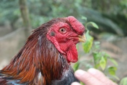 Thị trường - Tiêu dùng - Giống gà đặc sản quý hiếm có tên trong Sách đỏ nhưng ít người biết, "cháy" hàng dịp Tết