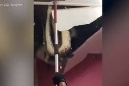 Phi thường - kỳ quặc - Mái nhà phát ra âm thanh lạ, cả gia đình sợ xanh mặt khi biết thủ phạm