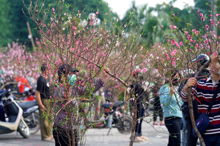 Mặt hàng hoa Xuân chủ đạo năm nay vẫn phổ biến nhất là các loại hoa đào, cành đào với số lượng áp đảo, ngập tràn không gian khu vực chợ hoa.