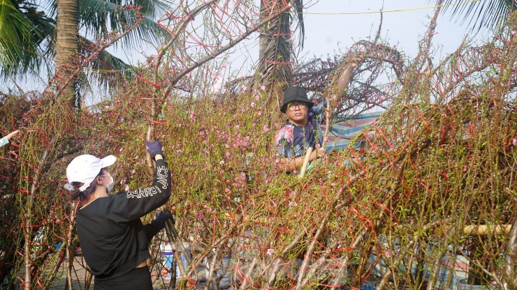 Mức giá của đào huyền cao hơn hẳn so với những cành đào truyền thống. Đào huyền có giá từ 700.000 - 4.000.000 đồng/cành tùy theo kích cỡ, trong khi cành đào thông thường chỉ có giá từ 200.000 - 500.000 đồng/cành.