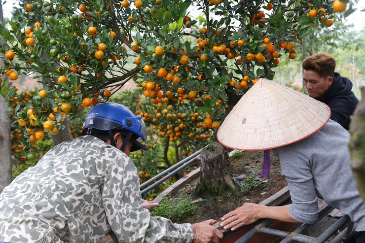 Ông Trần Văn Hùng (50 tuổi, trú huyện Hưng Nguyên, Nghệ An) vốn làm nghề chạy xe ôm truyền thống. Đến dịp Tết, ông dành gần như toàn bộ thời gian để đứng tại các điểm bán cây cảnh. Theo ông, những ngày này là dịp hái ra tiền nên không thể bỏ lỡ.