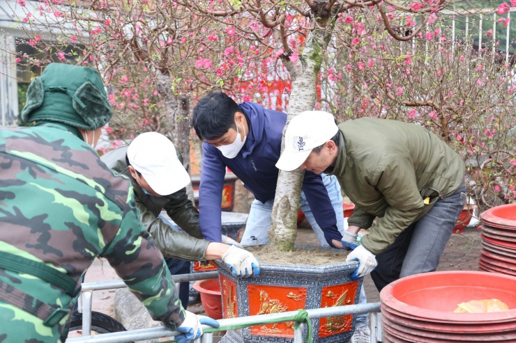 Xe ôm 'chạy show' chở đào, quất thu tiền triệu ngày giáp Tết - 7