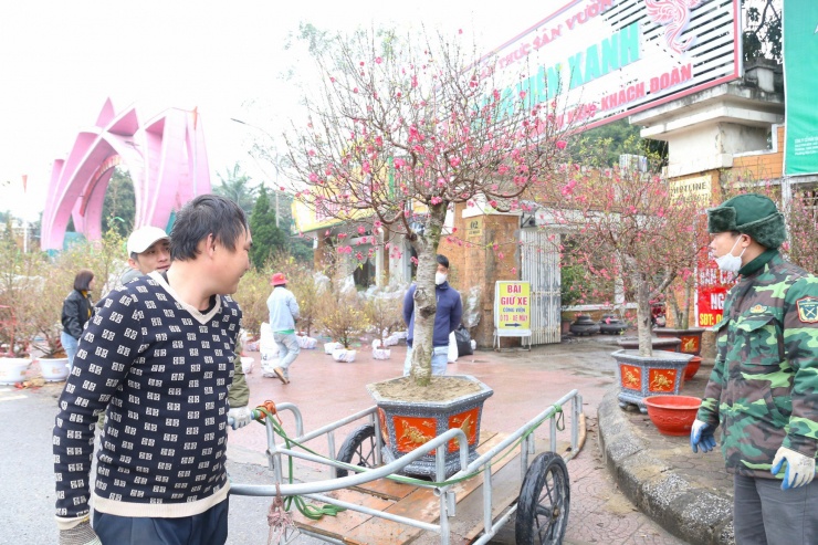 Thông thường, cây quất, đào đều có kích thước lớn, phải những người “thạo nghề” mới dễ dàng vận chuyển. Nắm bắt xu hướng này, nhiều tài xế xe ôm tranh thủ làm thêm dịch vụ chuyên chở.