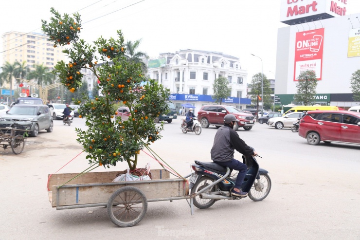 Trong buổi sáng, anh Phạm Văn Dũng (38 tuổi, trú xã Nghi Liên, TP Vinh) nhận được 3 chuyến chở quất thuê đến tận nhà cho khách, mang lại thu nhập hơn 400.000 đồng. “Bình thường, tôi chạy xe ôm từ sáng tới tối cũng chỉ kiếm được vài trăm nghìn. Trong khi đó chở đào, quất thuê mỗi ngày có thể kiếm tiền triệu. Tuy nhiên, nghề chở cây cảnh cũng nhiều rủi ro. Trong quá trình di chuyển, phải đi cẩn thận, tránh va chạm để rụng hoa, rơi quả”, anh Dũng cho hay.