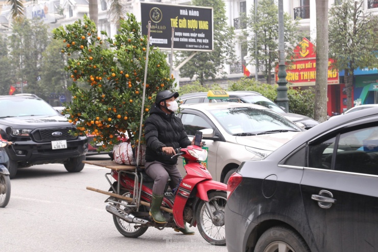 Nghề chở đào, quất thuê dịp Tết giúp cánh tài xế kiếm tiền triệu mỗi ngày.