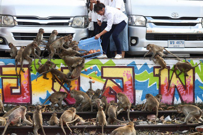 Khỉ hoang phá hoại hoạt động kinh doanh ở thành phố Lopburi, Thái Lan.