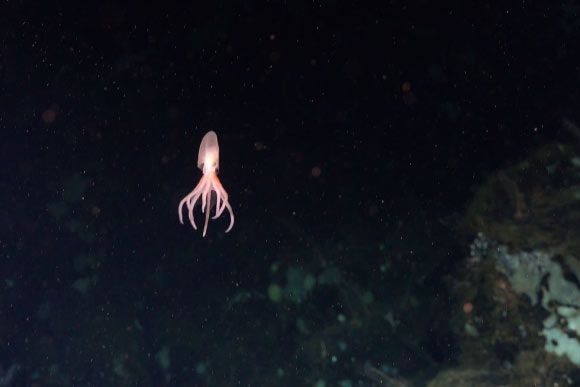 Bạch tuộc Dorado, một trong các loài mới vừa được xác định - Ảnh: Viện Hải dương Schmidt