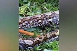 Phi thường - kỳ quặc - Tưởng là thân cây lớn, người đàn ông tá hỏa khi phát hiện ra sự thật