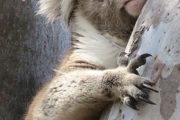 Media - Kỳ lạ loài gấu sở hữu vân tay giống con người