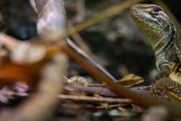 Thị trường - Tiêu dùng - "Lộc trời" bò ra từ bờ bụi, nhìn "sợ khiếp vía" nay thành đặc sản giá đắt đỏ