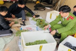 Pháp luật - Mua bán gần 50 kg cành, quả cây anh túc tươi, một người bị khởi tố