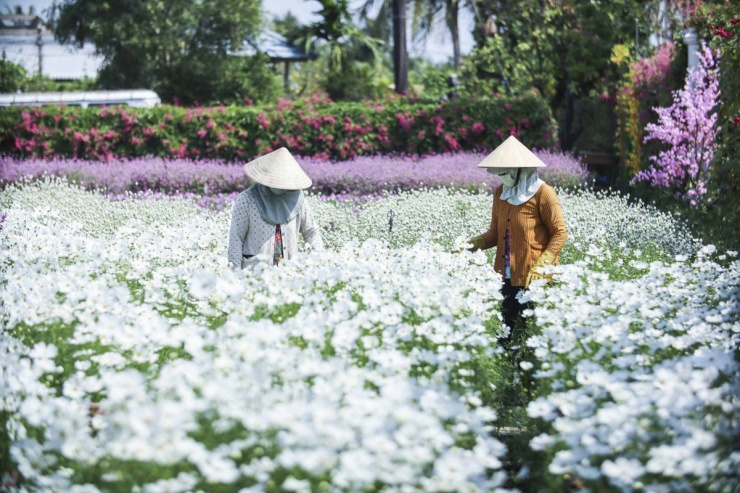 Vườn hoa Mãn Đình Hồng đã hình thành hơn 10 năm với diện tích 12.000m2. Vào những ngày tết đến xuân về, vườn hoa này lại đón một lượng lớn người đến tham quan, khám phá và check-in sống ảo.