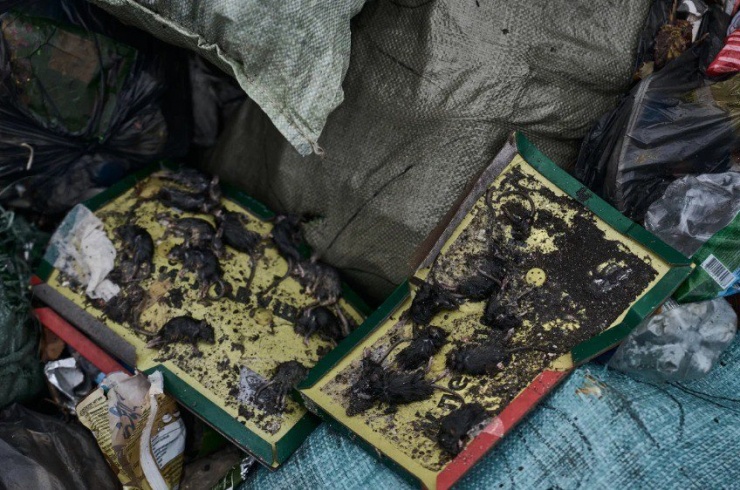 Chuột bị bẫy trong chiến hào gần TP Bakhmut (tỉnh Donetsk, Ukraine) vào tháng 10-2023. Ảnh: GETTY IMAGES